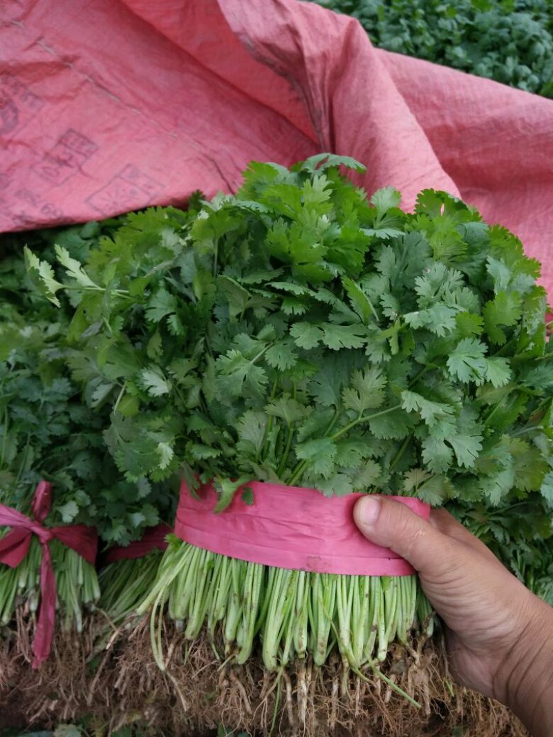 大叶香菜20~30厘米