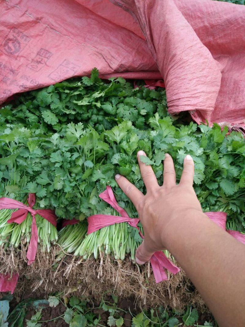 大叶香菜20~30厘米