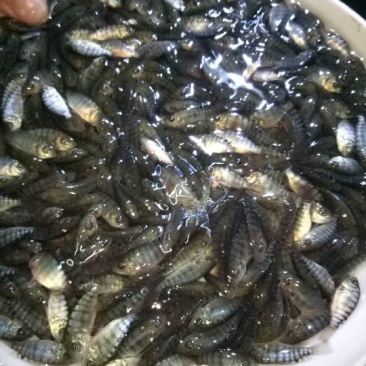 罗非鱼苗8朝