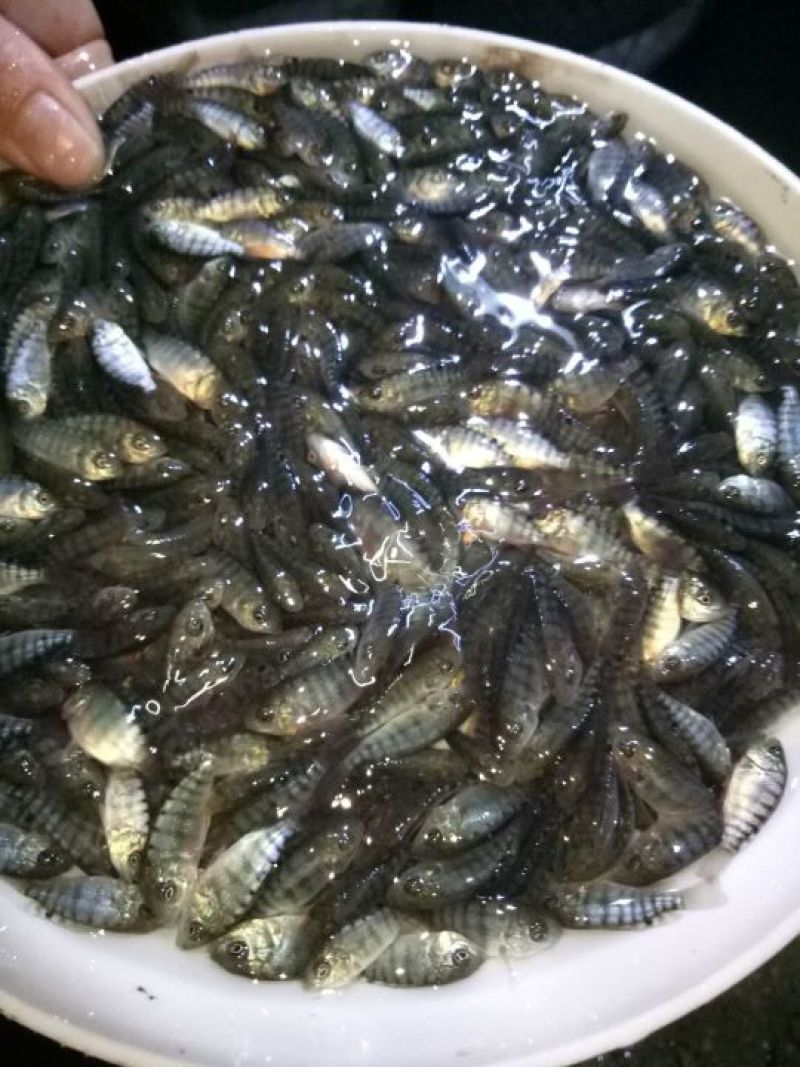 罗非鱼苗8朝