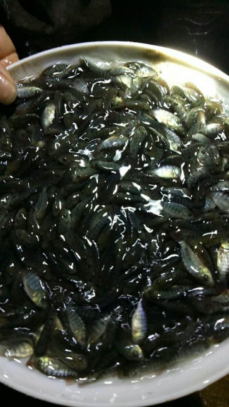 罗非鱼苗8朝