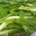 梅干菜散装