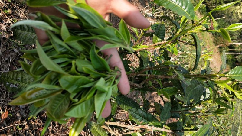 普洱茶一级