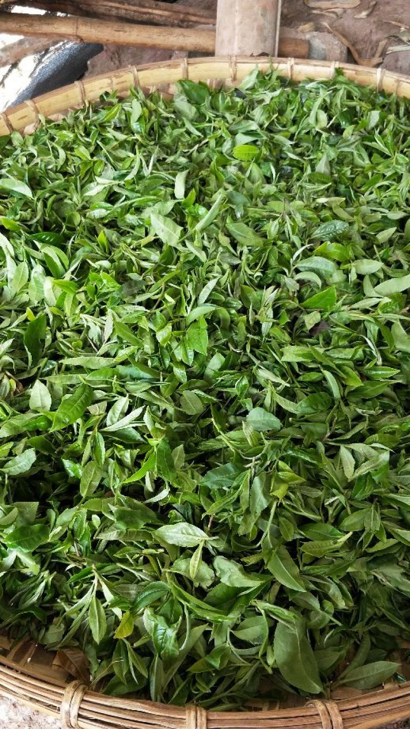 普洱茶一级