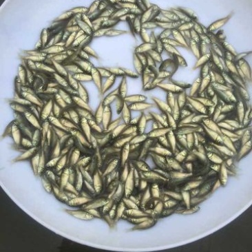 鲫鱼苗超级鲫鱼苗