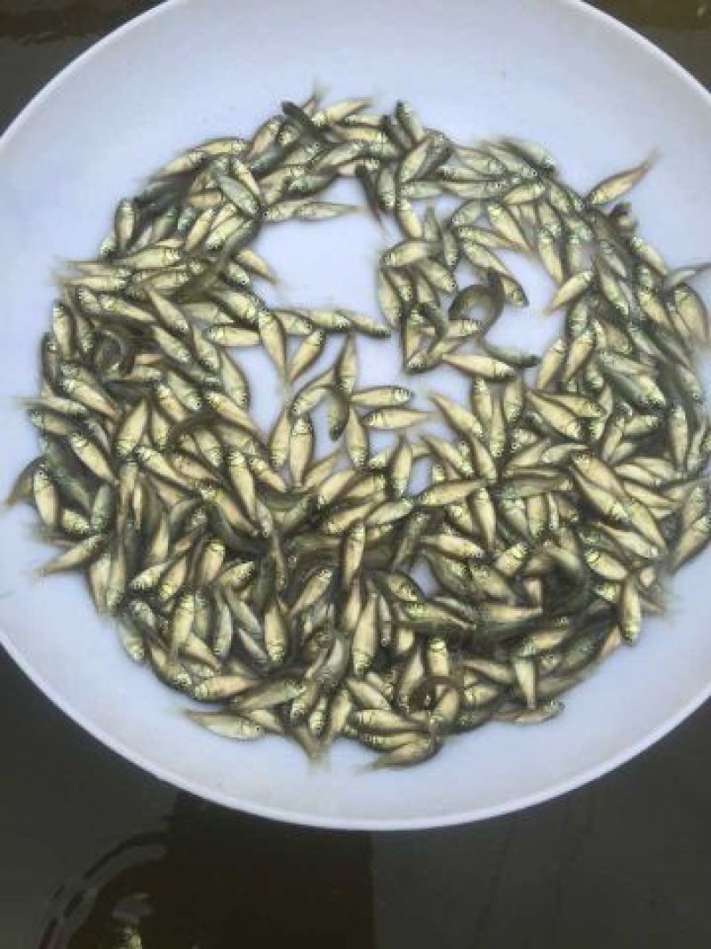 鲫鱼苗超级鲫鱼苗