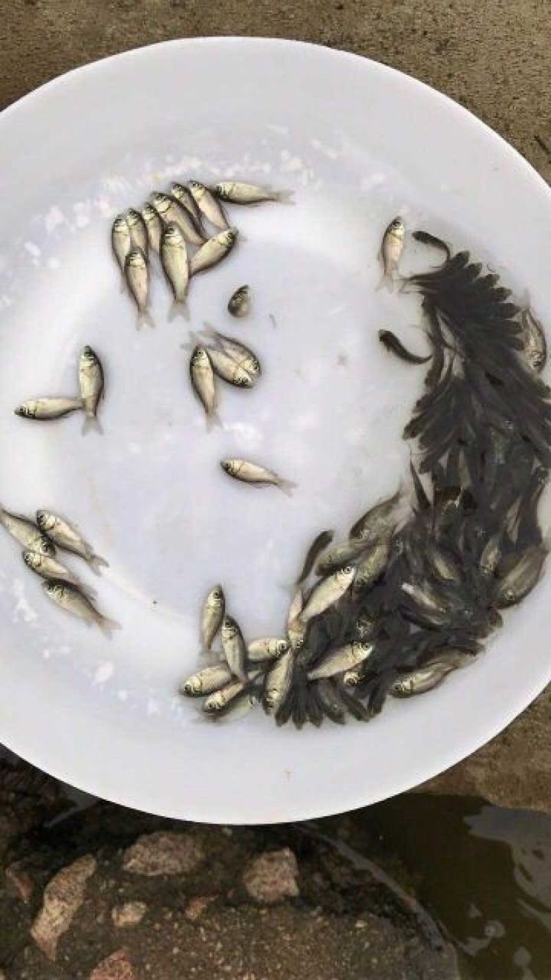 鲫鱼苗超级鲫鱼苗