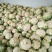 光头白花菜花精品光头乳白紧花现货