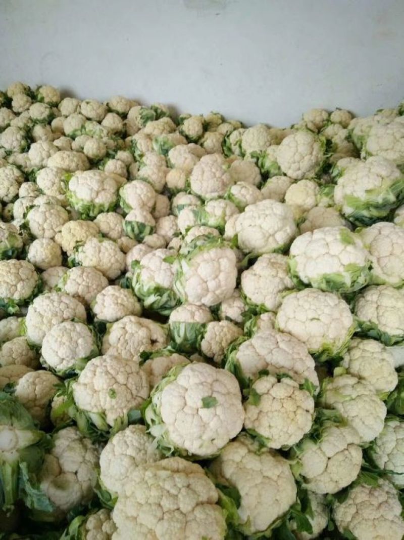 光头白花菜花精品光头乳白紧花现货
