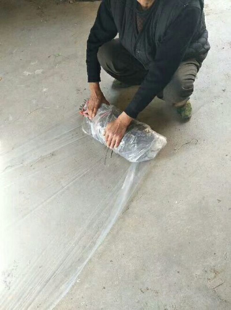 农大高钙钙果苗30~50cm1年