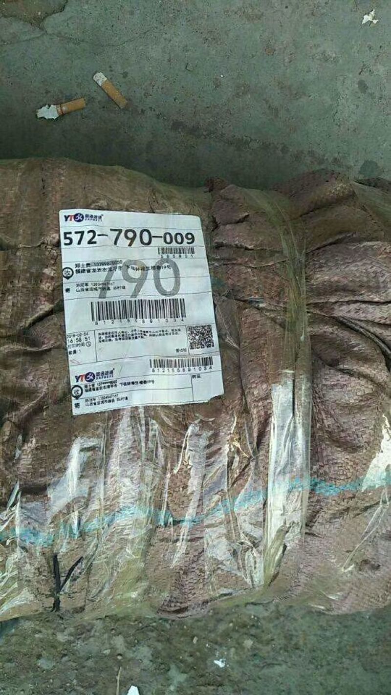 农大高钙钙果苗30~50cm1年