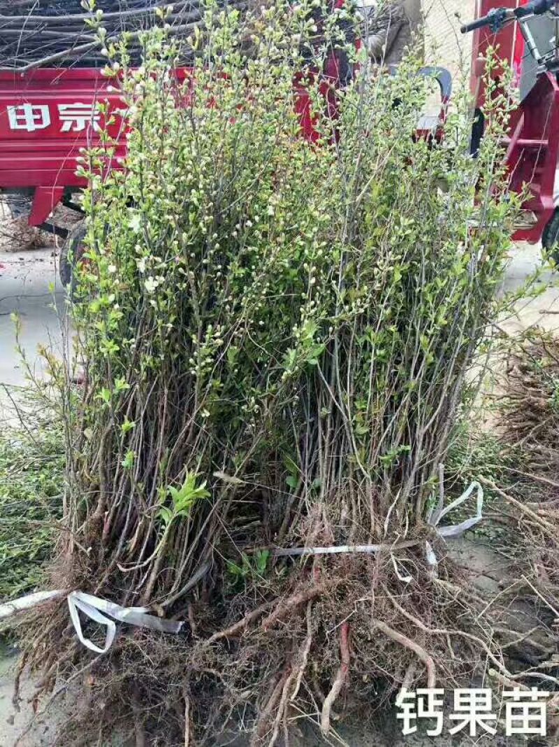 农大高钙钙果苗30~50cm1年