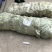 农大高钙钙果苗30~50cm1年
