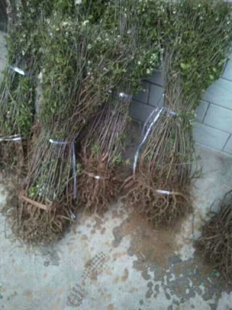 农大高钙钙果苗30~50cm1年