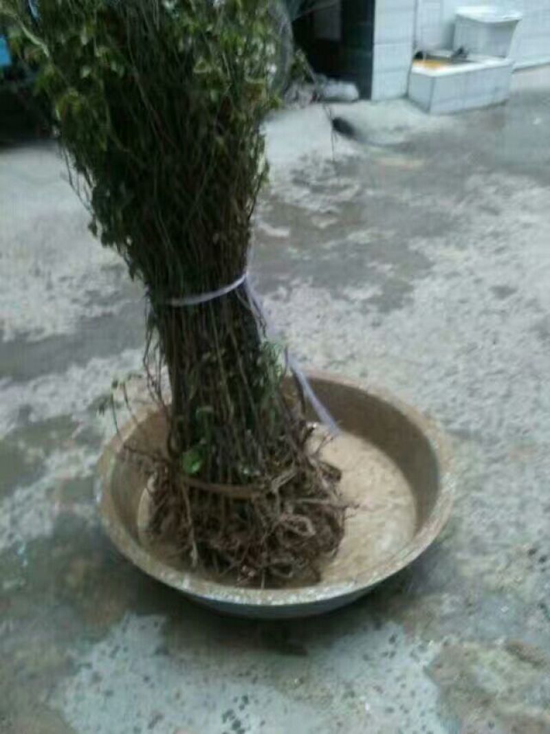 农大高钙钙果苗30~50cm1年