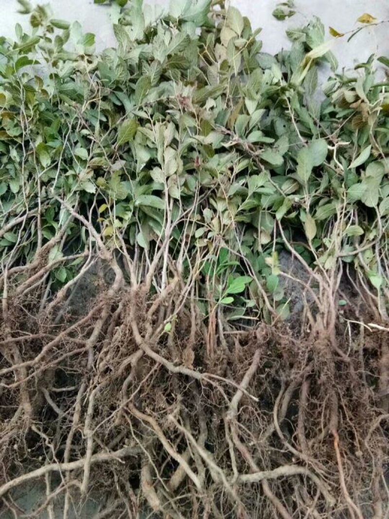 农大高钙钙果苗30~50cm1年