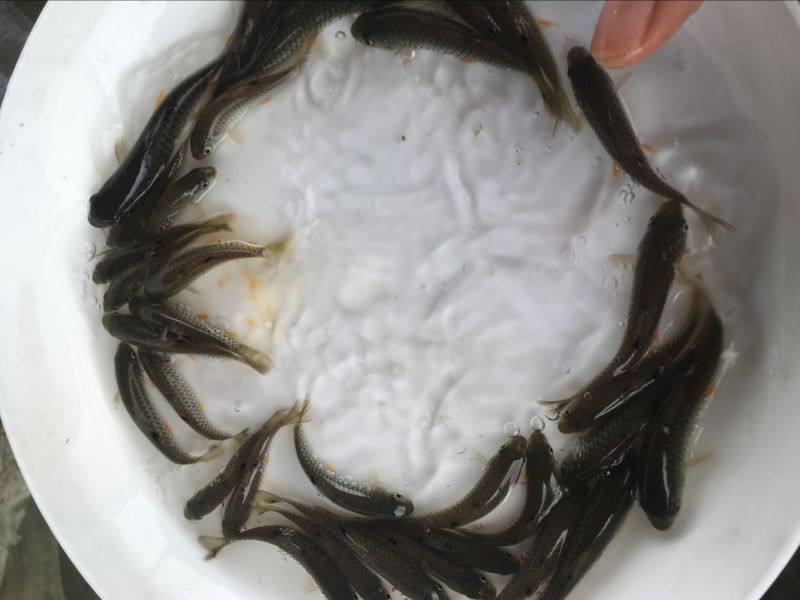 草鱼苗光倒刺鲃光鱼苗