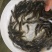 草鱼苗光倒刺鲃光鱼苗