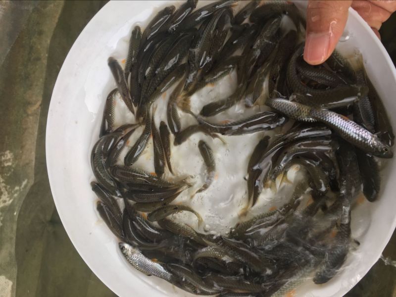 草鱼苗光倒刺鲃光鱼苗