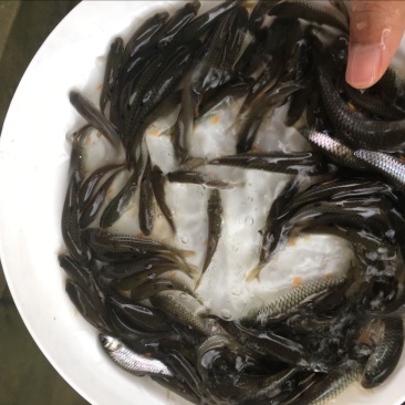 草鱼苗光倒刺鲃光鱼苗