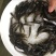 草鱼苗光倒刺鲃光鱼苗