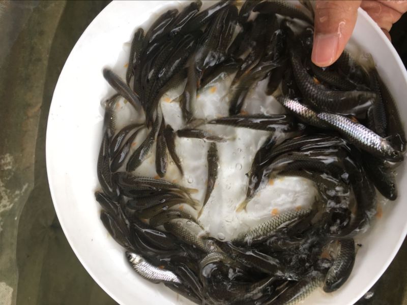 草鱼苗光倒刺鲃光鱼苗