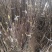 红玉兰苗地栽苗可视频看货选货一亩田线上交易下单购买