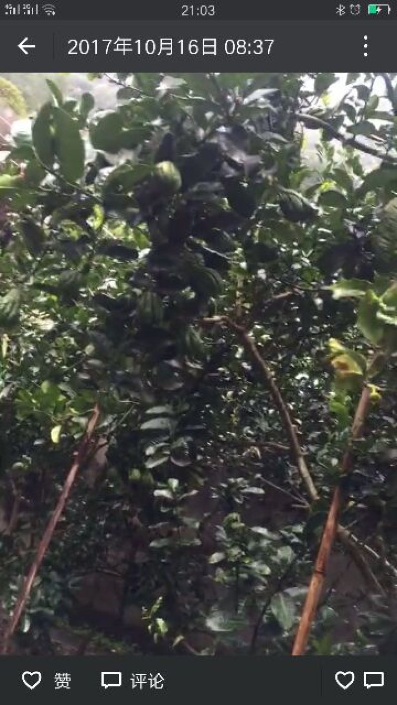 佛手树苗