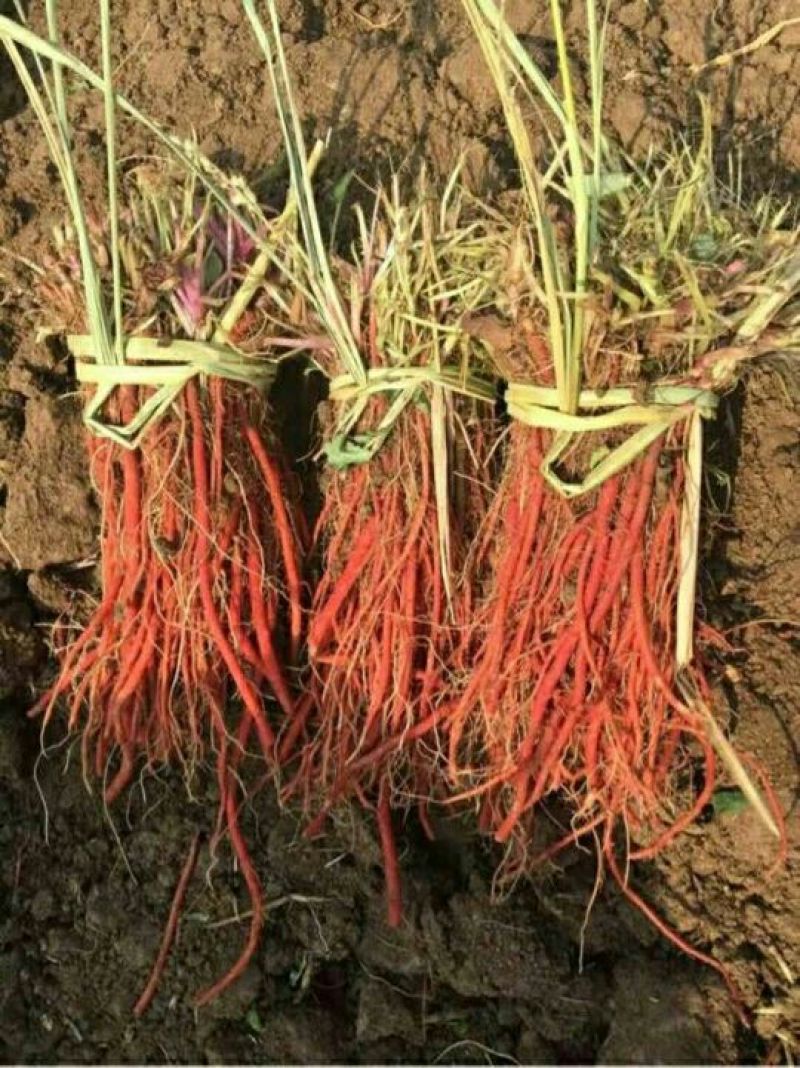 丹参苗基地苗质量好，价格优，指导种植，提供技术，回收产品