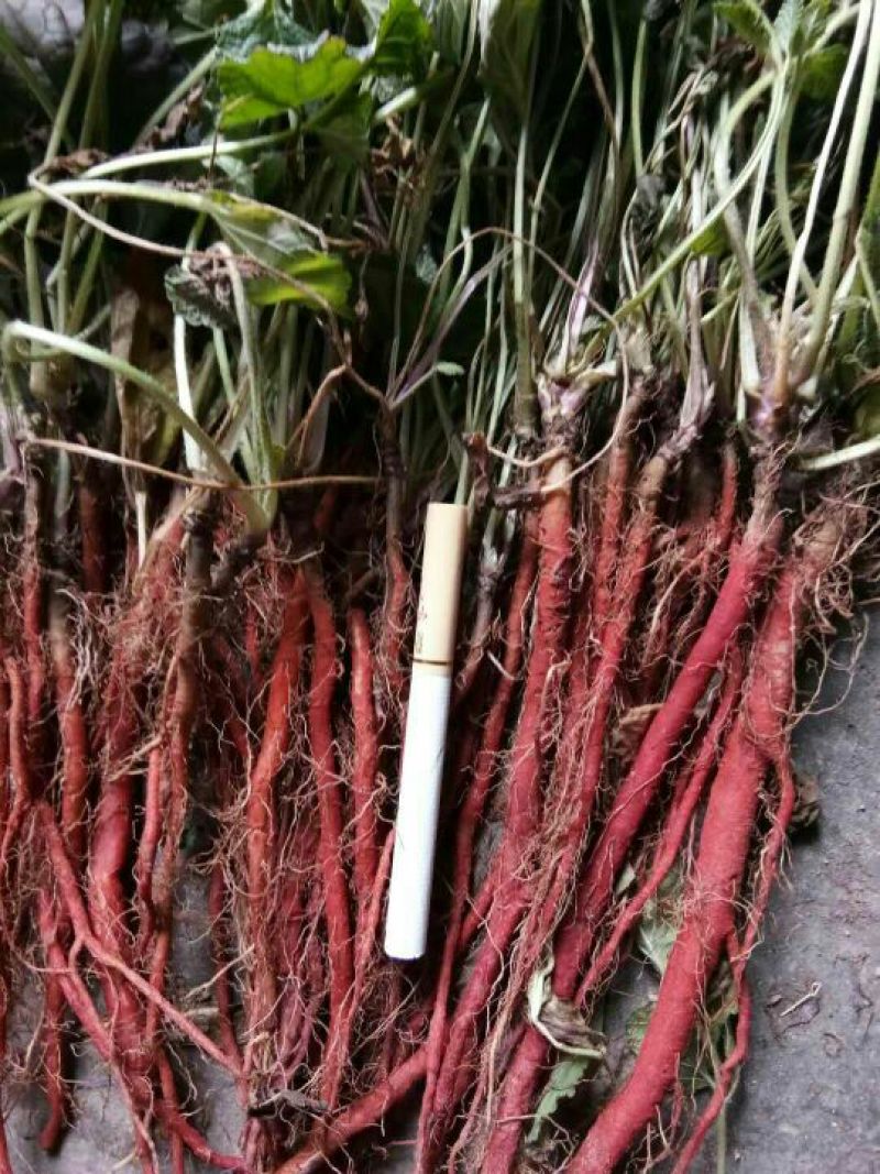 丹参苗基地苗质量好，价格优，指导种植，提供技术，回收产品