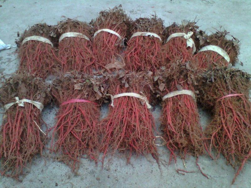 丹参苗基地苗质量好，价格优，指导种植，提供技术，回收产品