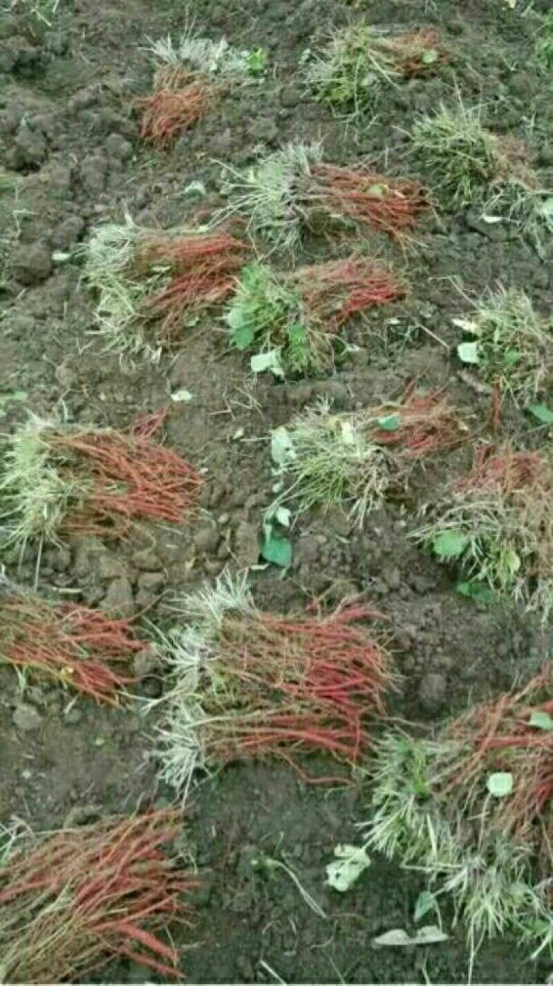 丹参苗基地苗质量好，价格优，指导种植，提供技术，回收产品