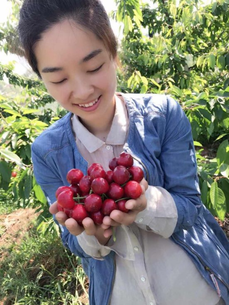 吉塞拉樱桃苗1年80cm以上