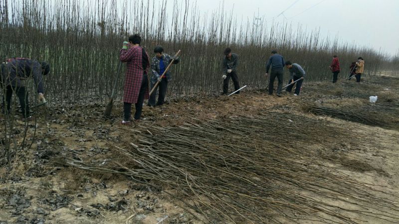 晚秋黄梨苗根系发达当年挂果品种纯正可签合同