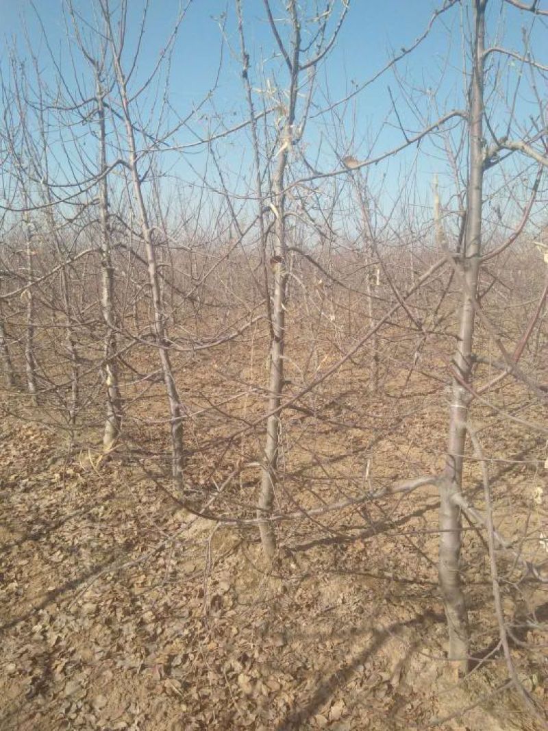 苹果树8~10cm6~8cm1.5~2米
