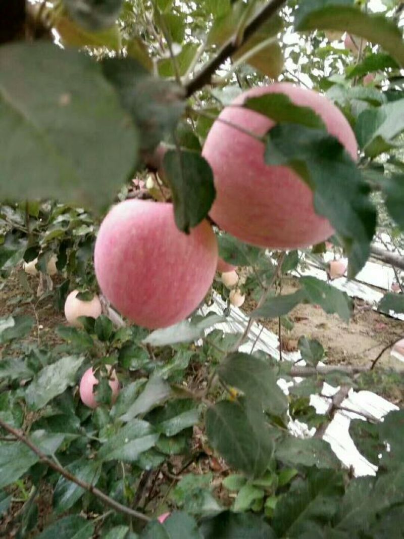 红富士苹果75mm以上纸袋