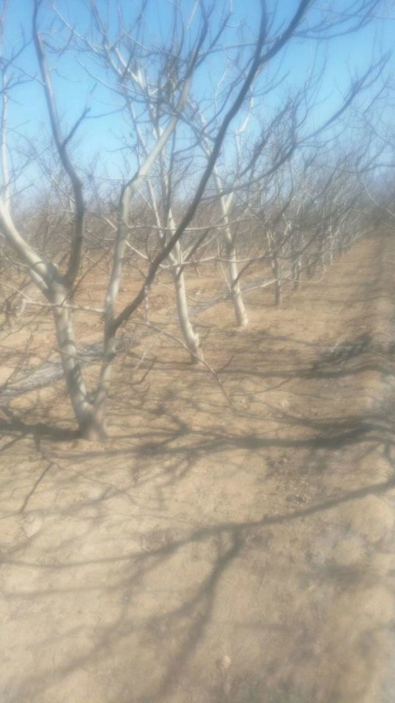 核桃树10~12cm6~8cm2.5~3米
