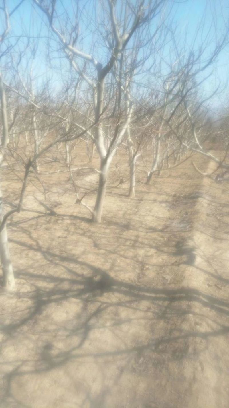 核桃树10~12cm6~8cm2.5~3米