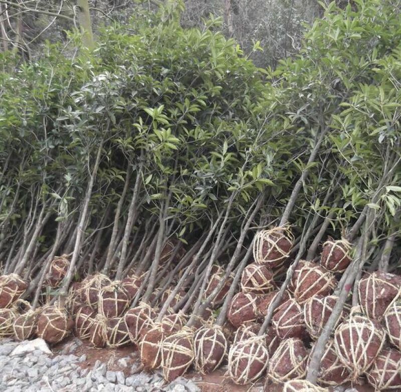 桂花苗60cm大小规格齐全