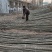 107杨树苗10cm以下杨树苗基地直发可视频看货