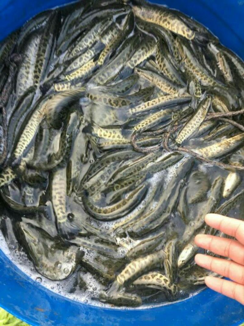 黑鱼1斤以下