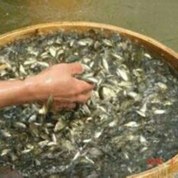 鲫鱼鱼苗