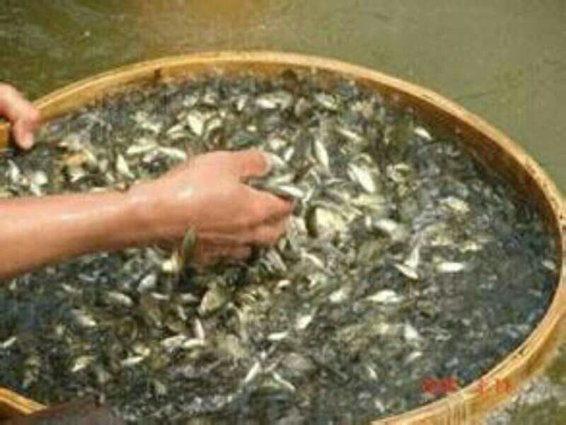 鲫鱼鱼苗