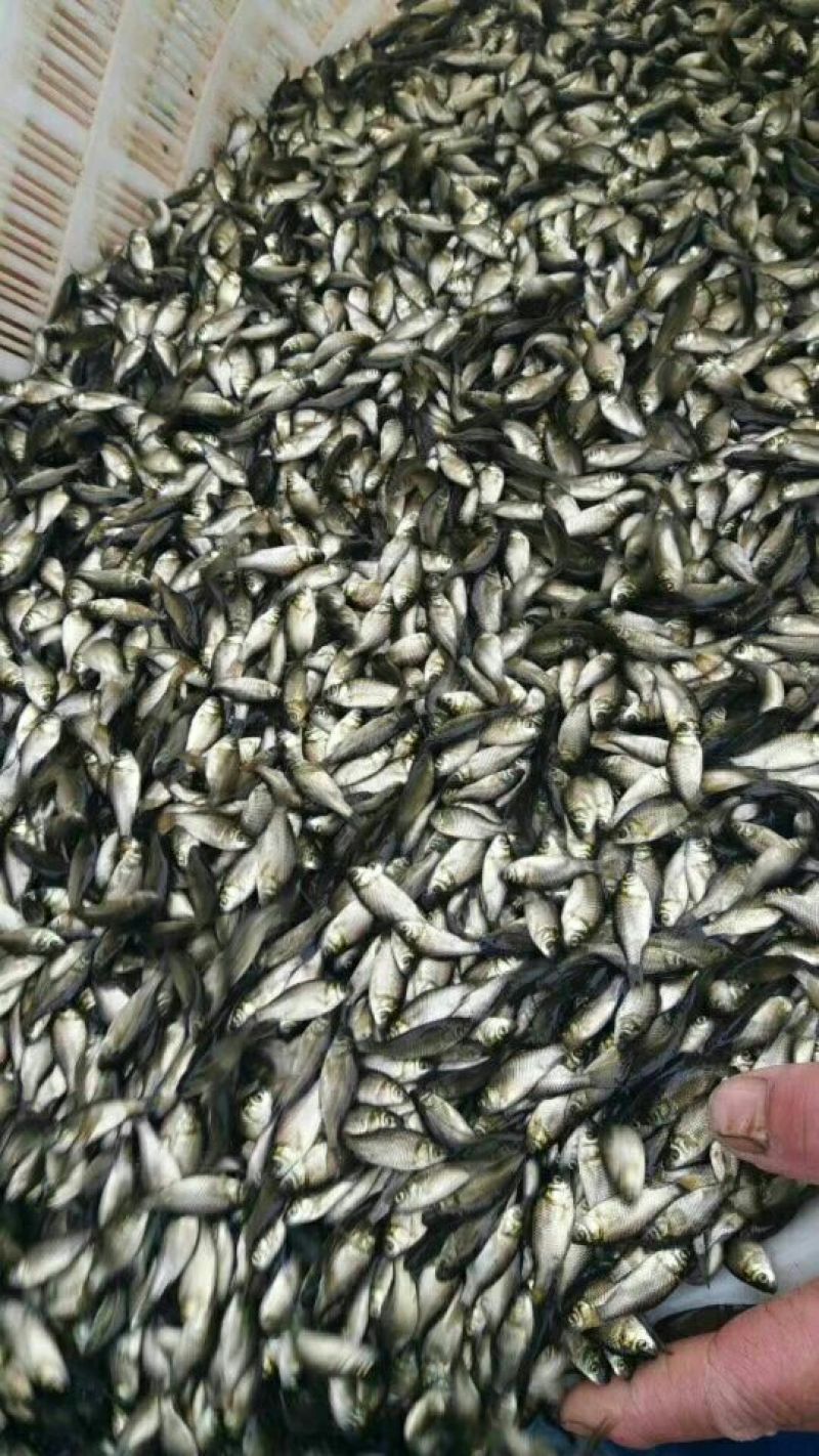 鲫鱼鱼苗