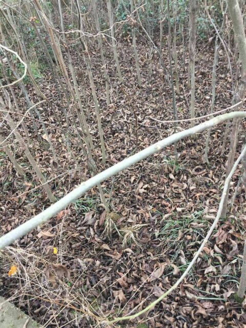 基地专业供应碧根果苗，碧根果苗价格，规格齐全