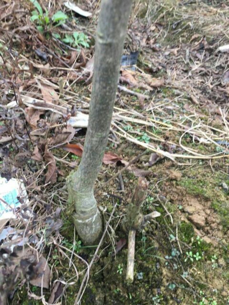 基地专业供应碧根果苗，碧根果苗价格，规格齐全