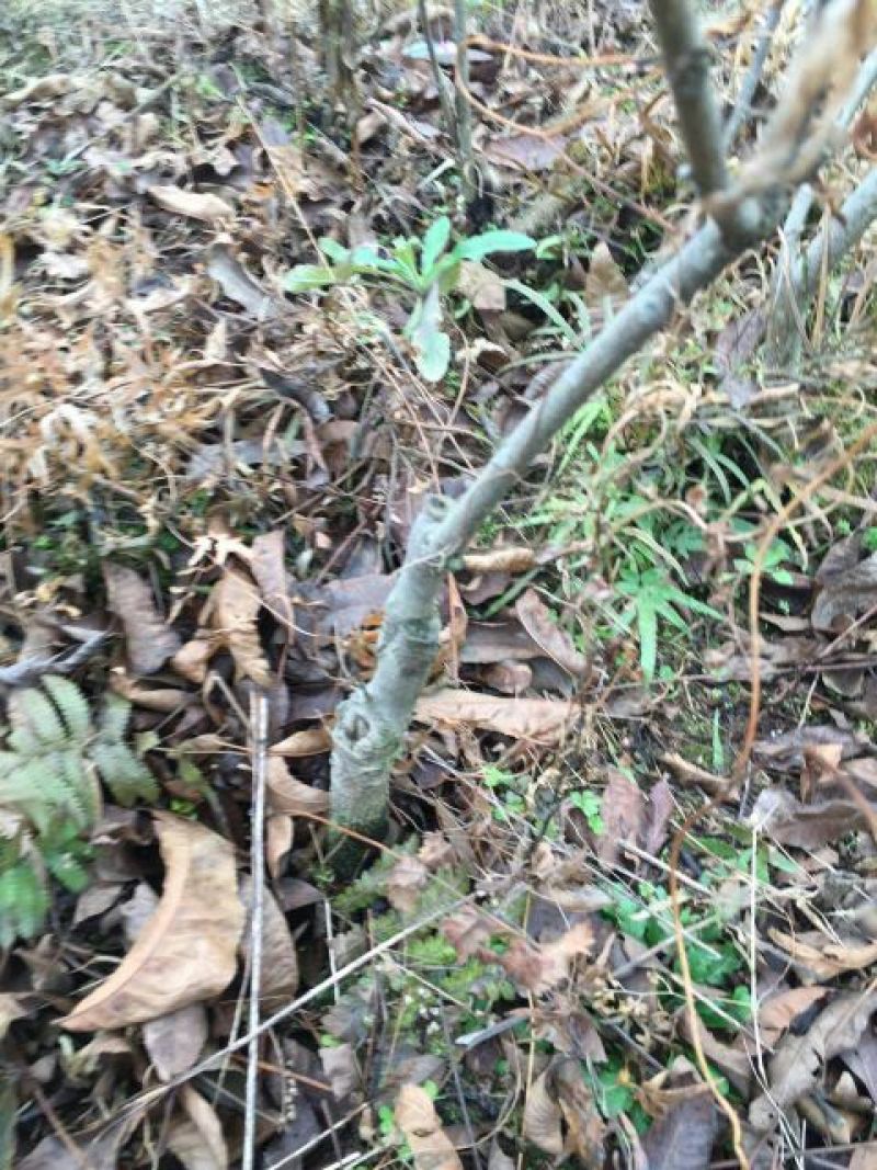 基地专业供应碧根果苗，碧根果苗价格，规格齐全