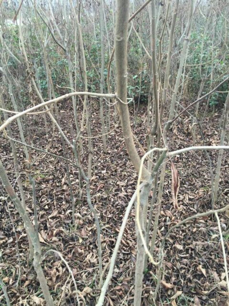 基地专业供应碧根果苗，碧根果苗价格，规格齐全
