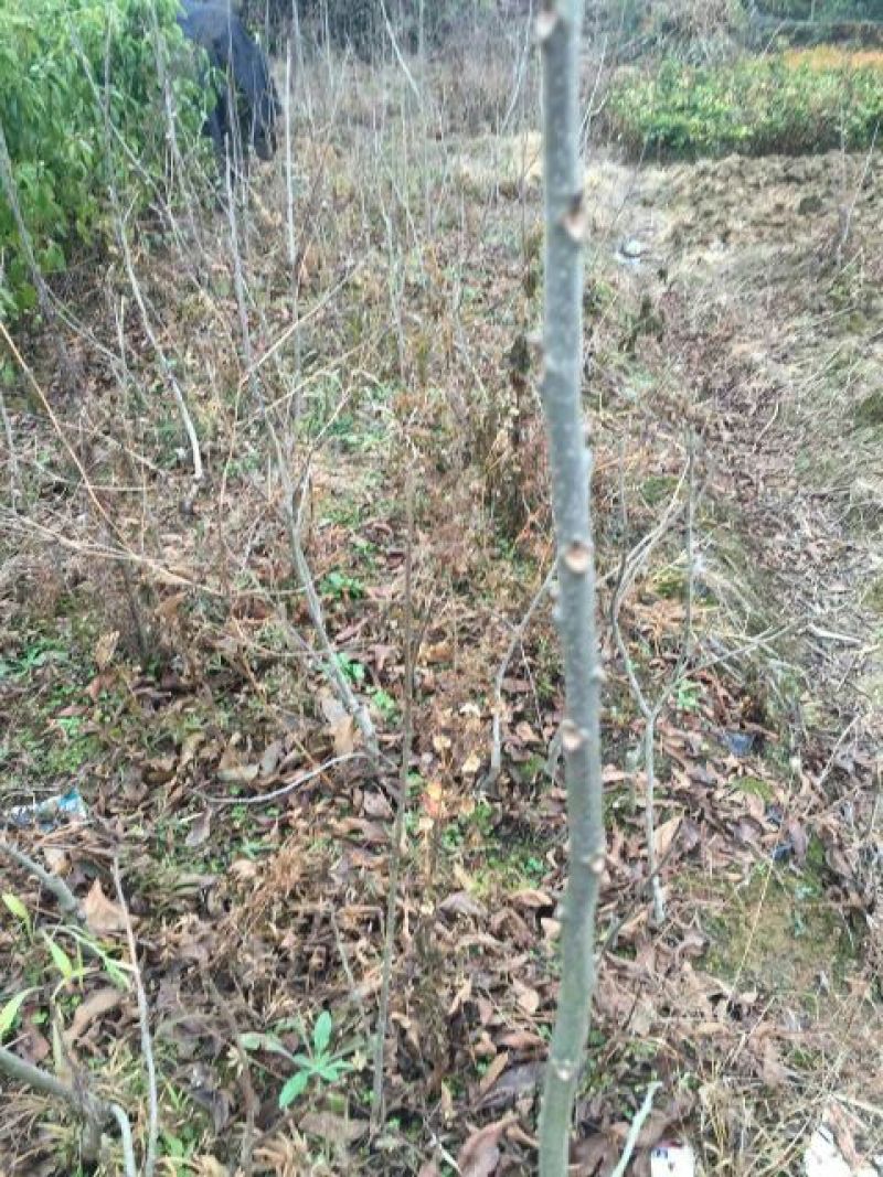 基地专业供应碧根果苗，碧根果苗价格，规格齐全