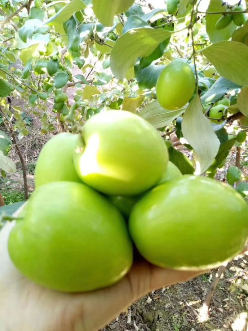 枣树苗50~80cm